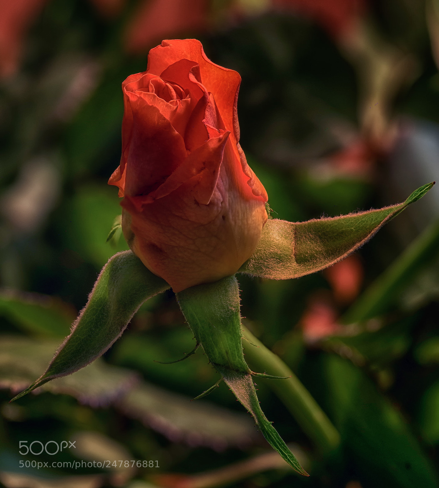 Pentax K-1 sample photo. Cross of roses photography