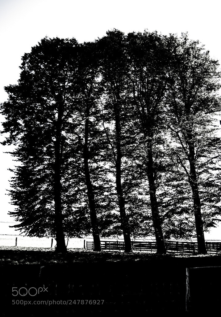 Pentax K20D sample photo. 5 bäume / 5 trees photography