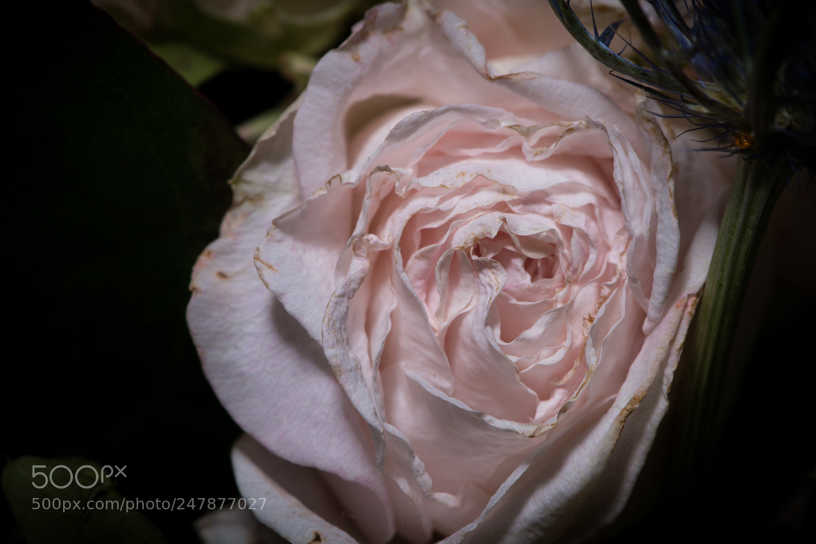 Nikon D5500 sample photo. Roses photography