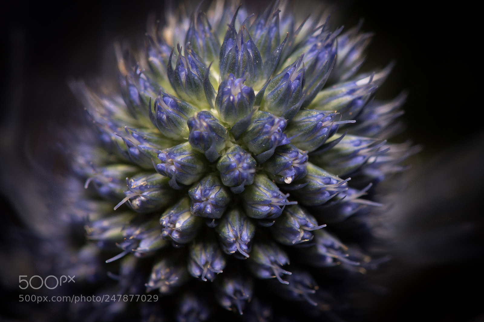Nikon D5500 sample photo. Purple flower photography