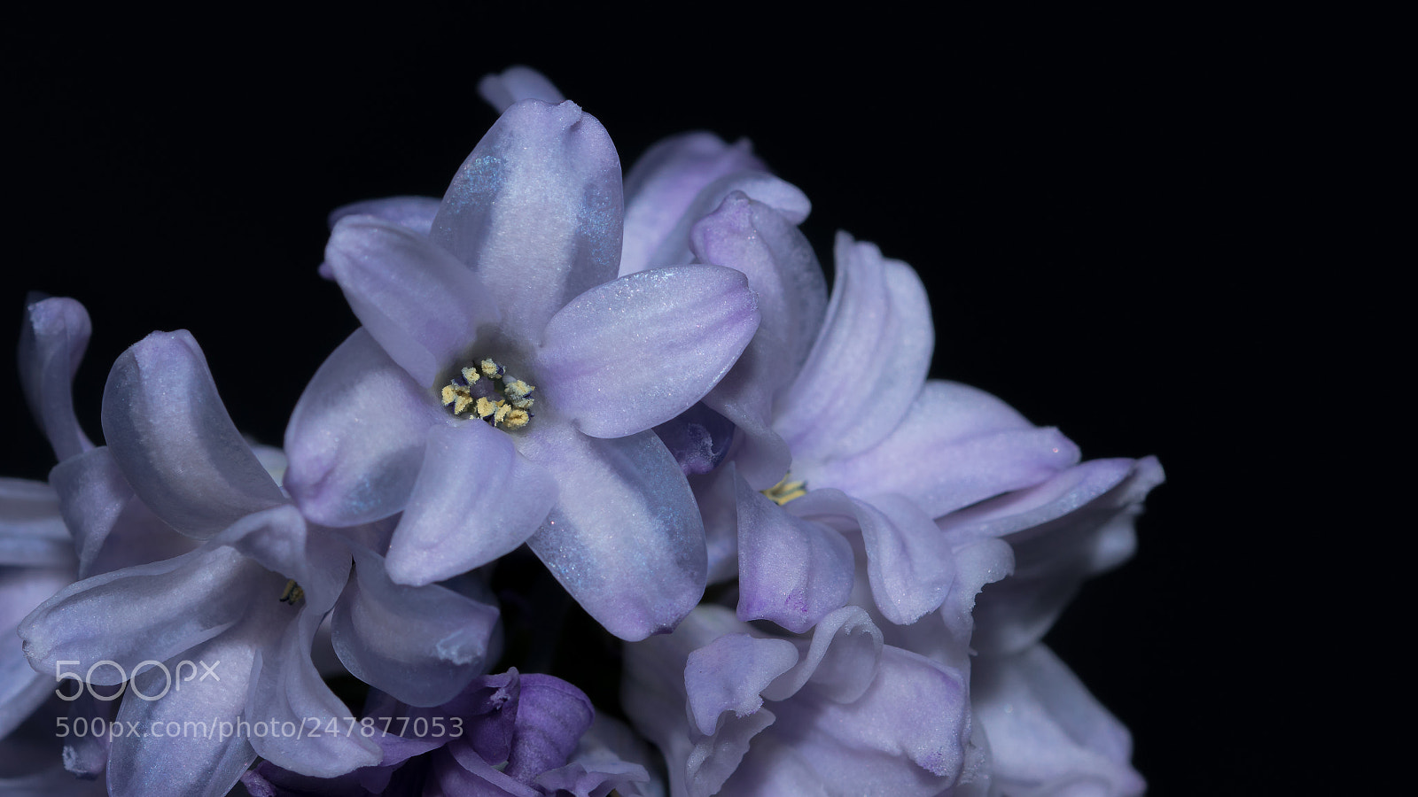 Nikon D5500 sample photo. Purple flower photography