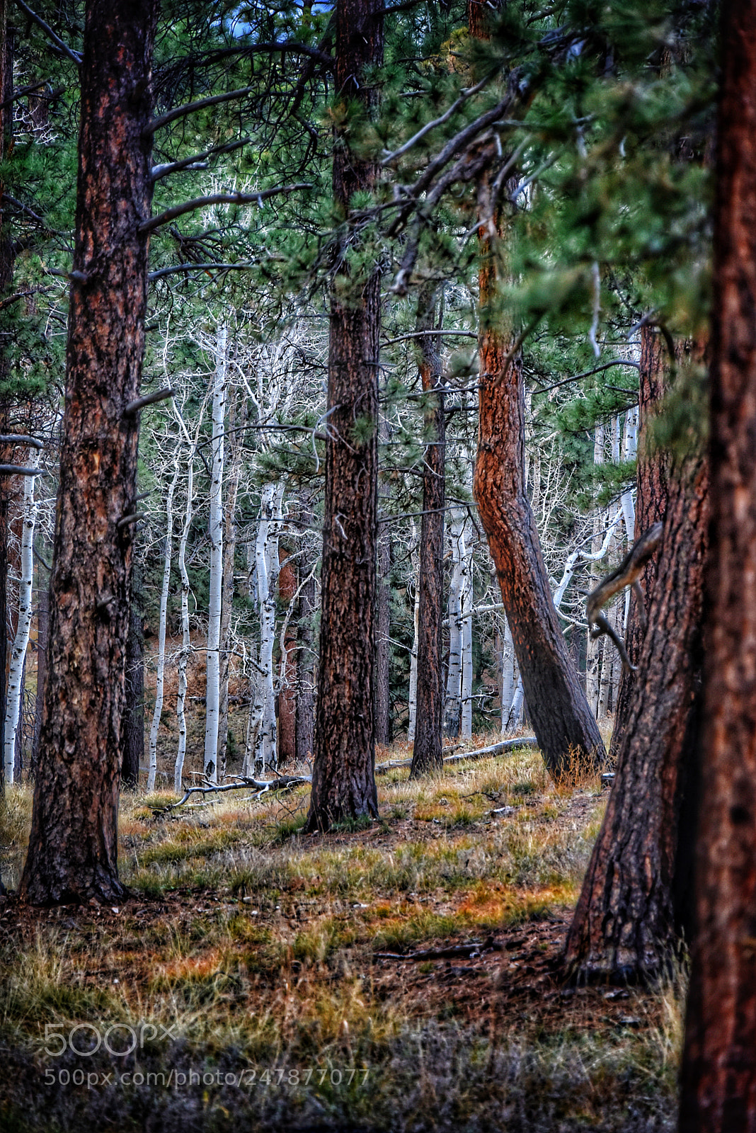 Nikon D810 sample photo. Deep forest photography