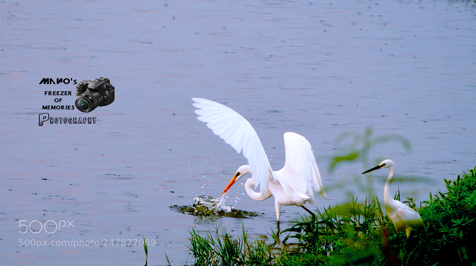 Sony SLT-A58 sample photo. The hunter photography