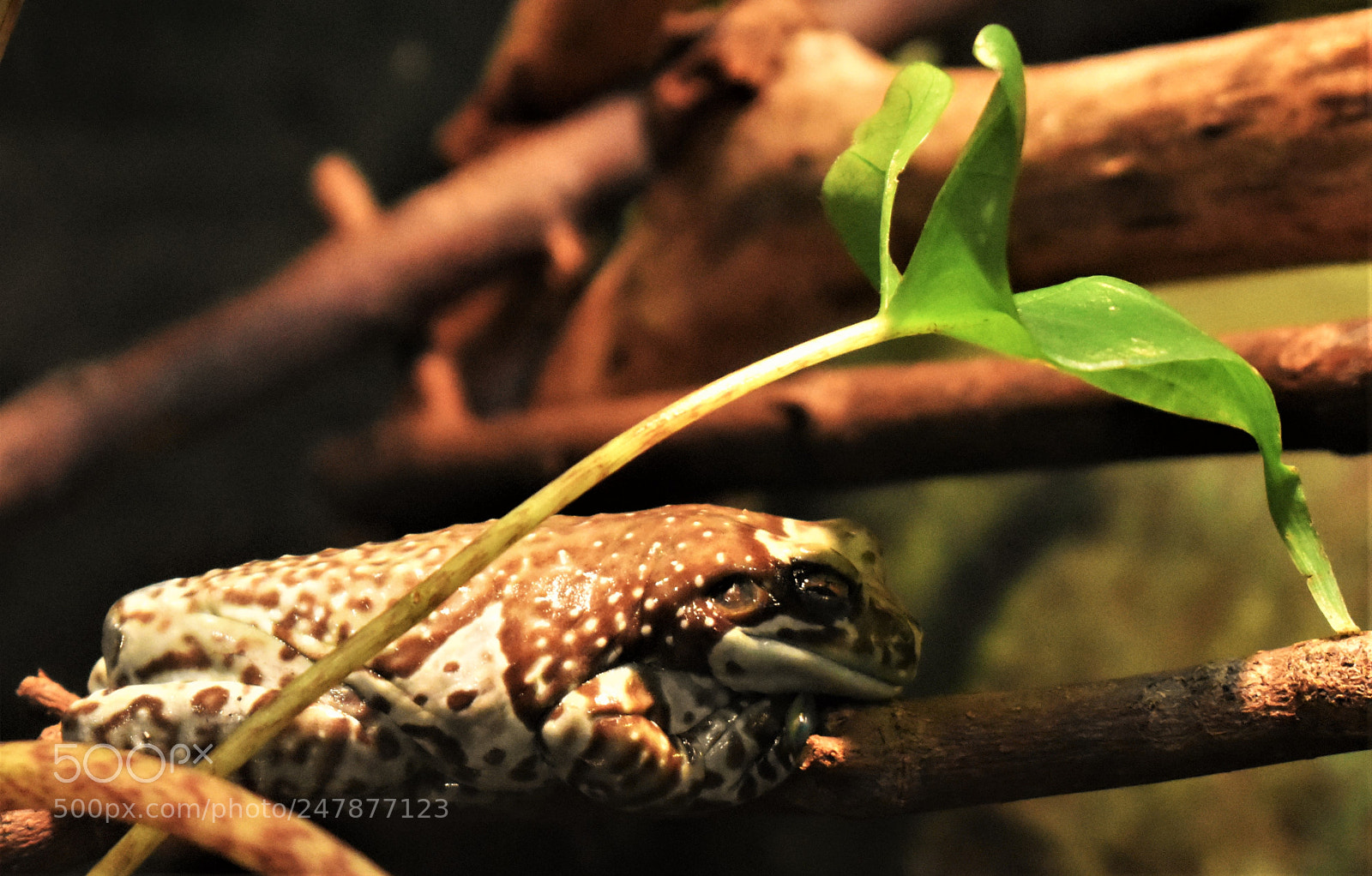 Nikon D5600 sample photo. Sheltered photography