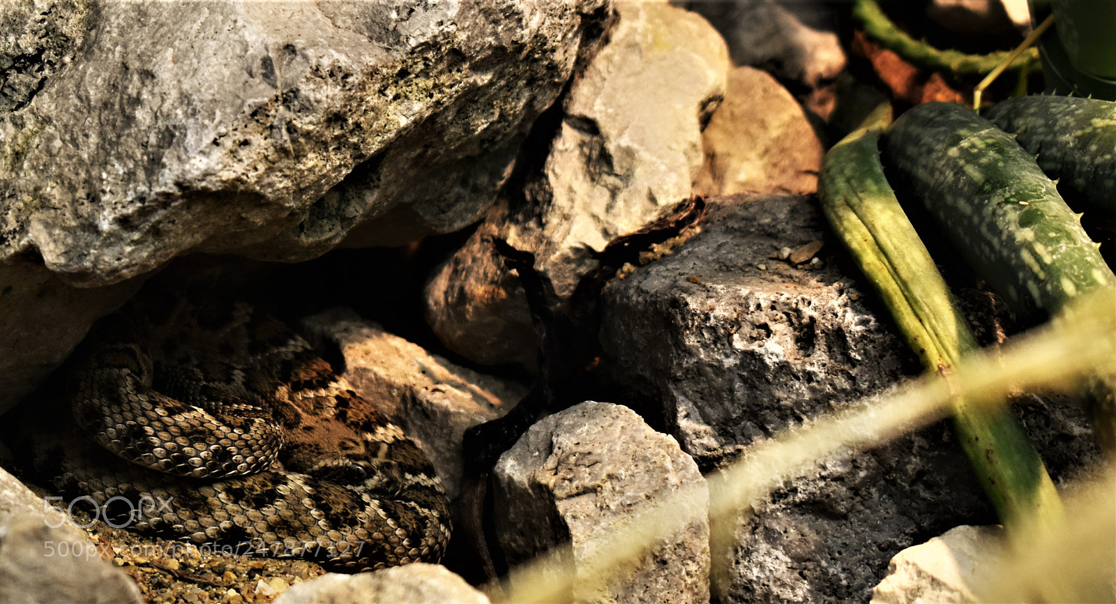 Nikon D5600 sample photo. Resting photography