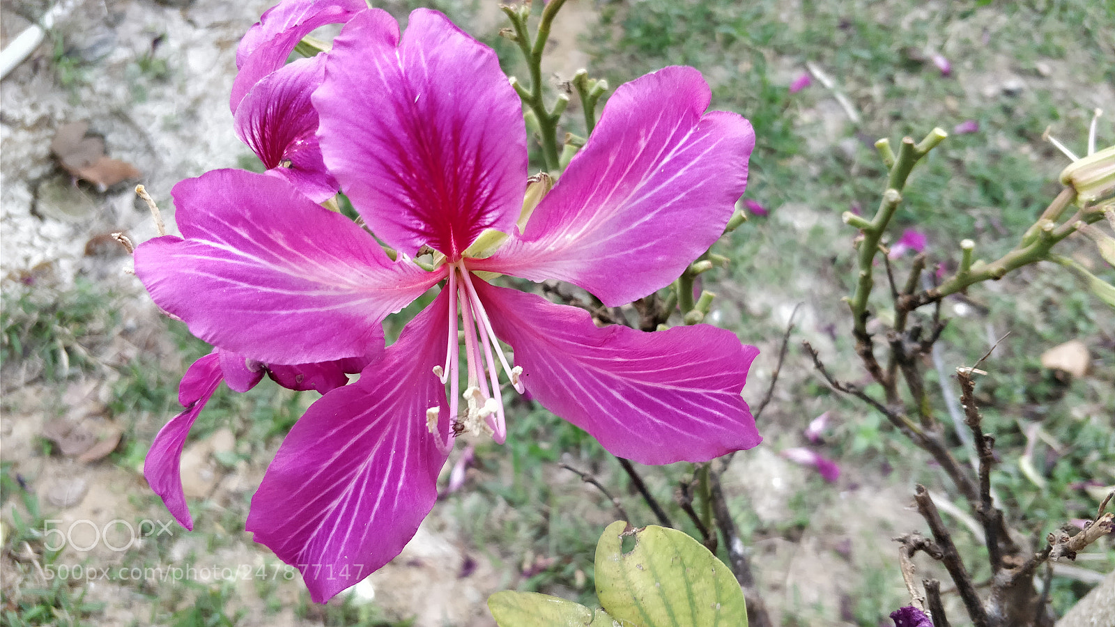 OnePlus 5 sample photo. Untitled photography