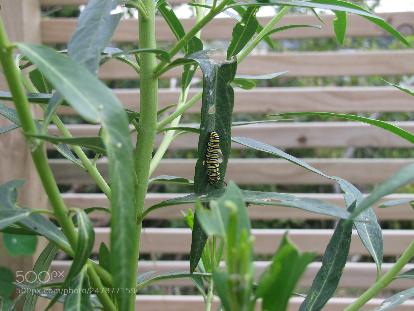 Canon PowerShot SX20 IS sample photo. Monarch caterpillar photography