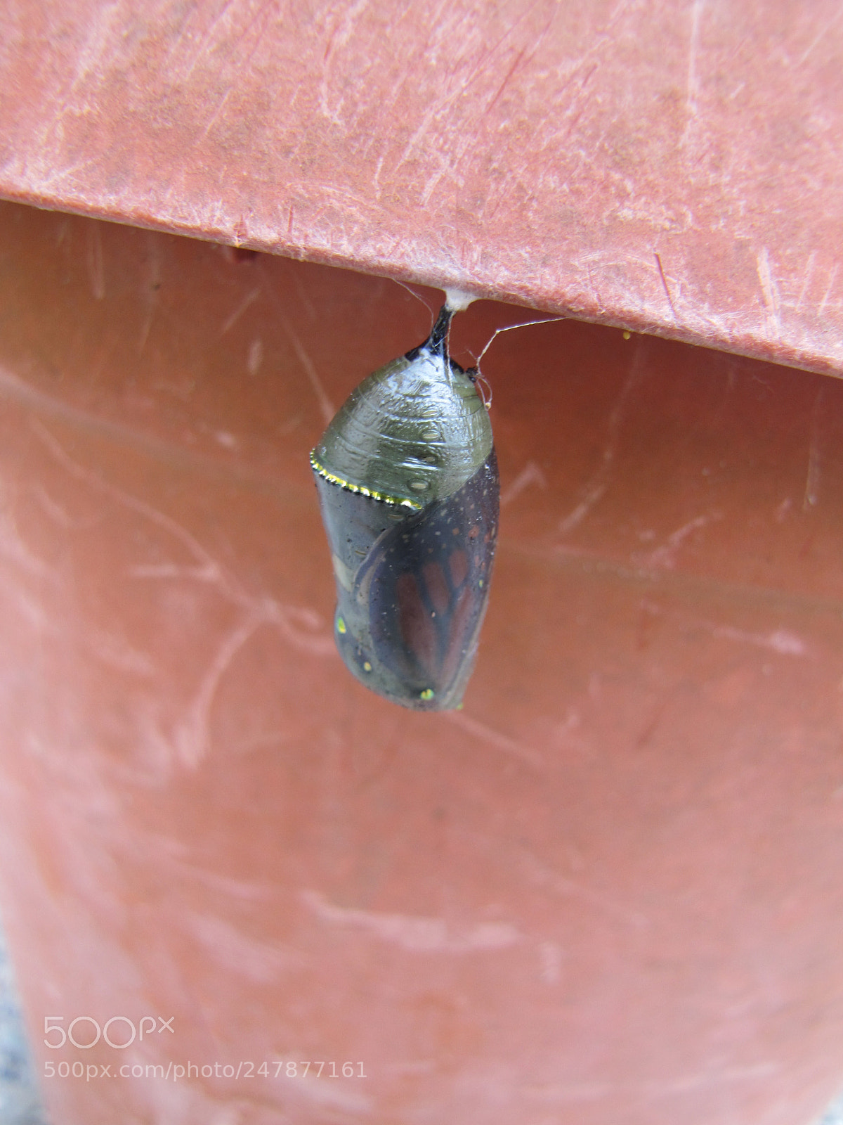 Canon PowerShot SX20 IS sample photo. Butterfly-to-be photography