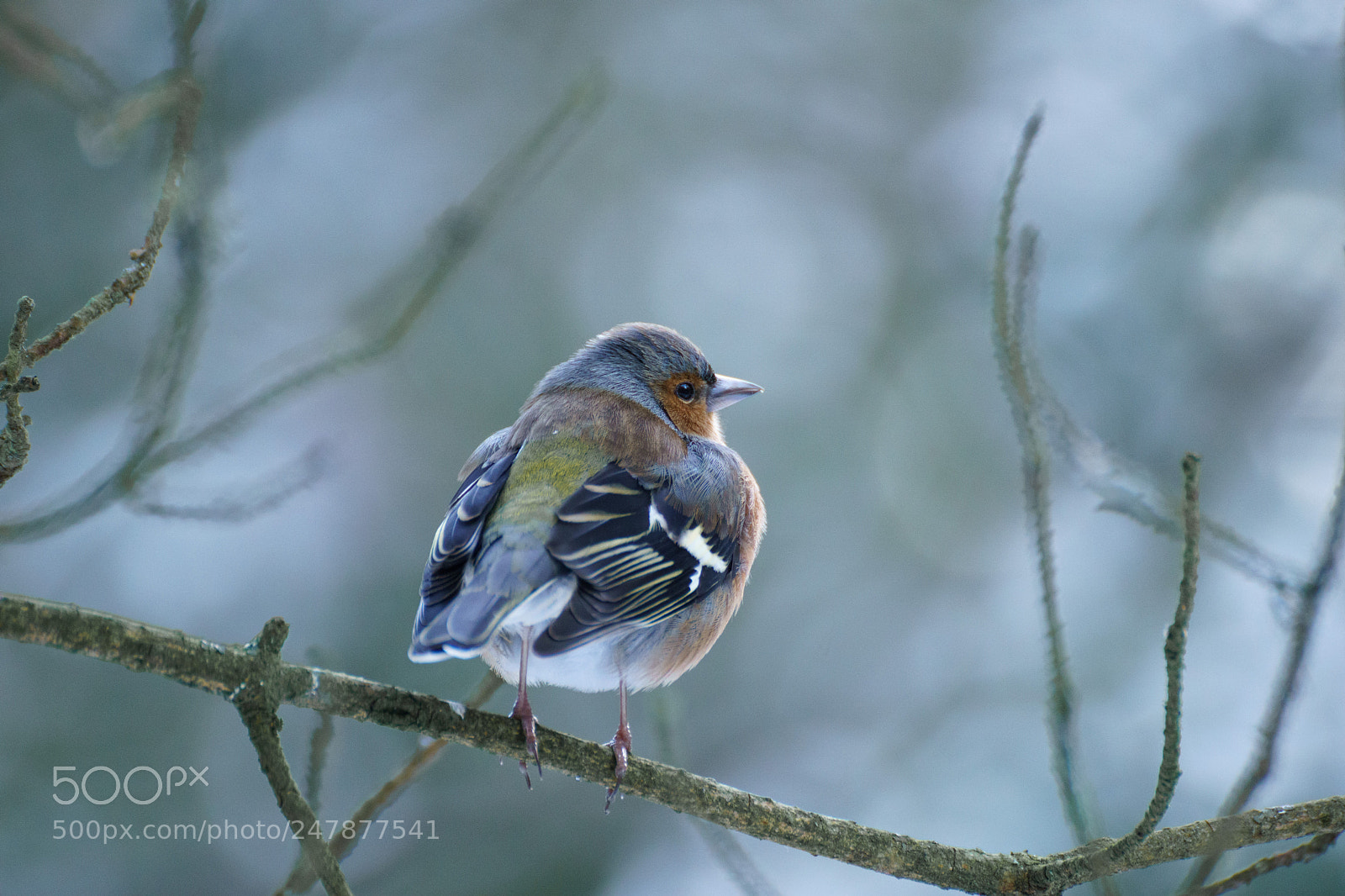 Sony ILCA-77M2 sample photo. Brambling photography