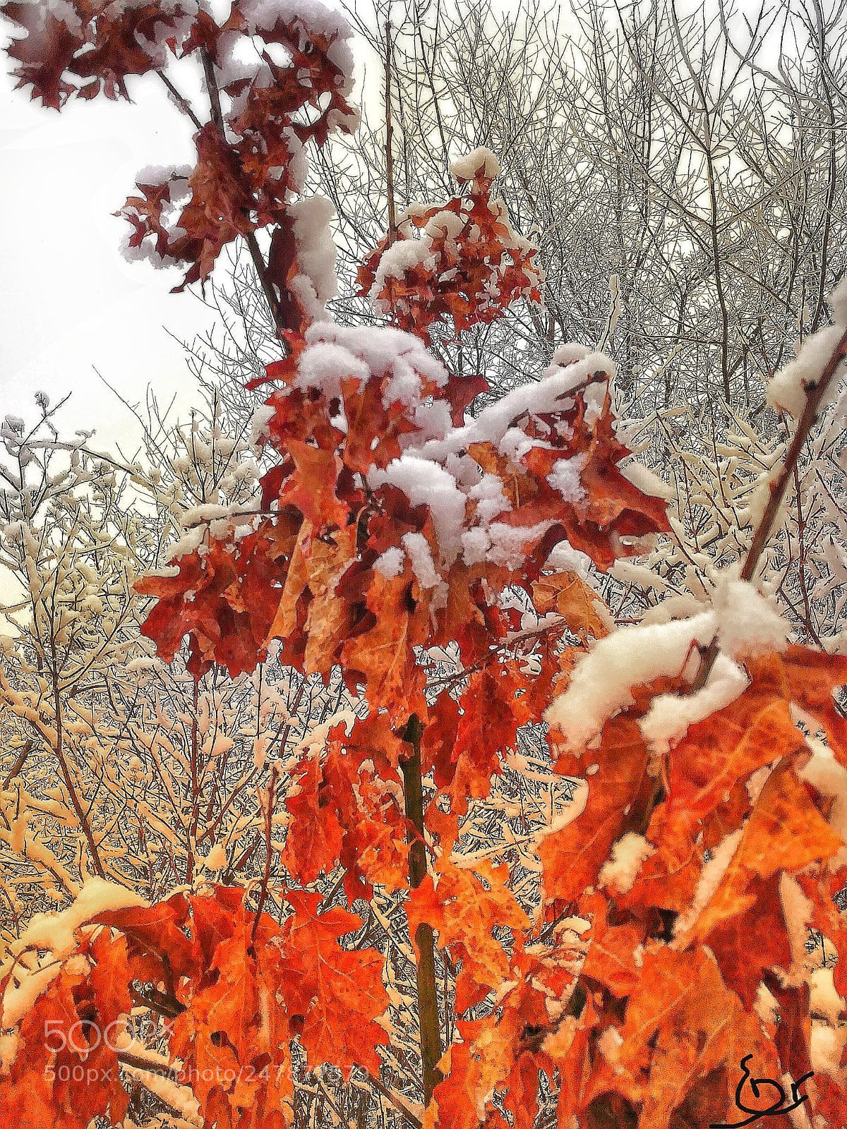 HUAWEI honor 6x sample photo. Winter (fall color) photography