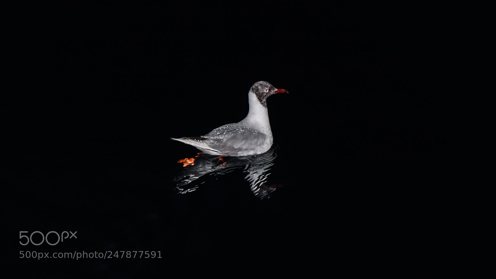 Nikon D7200 sample photo. Seagull at night 1 photography
