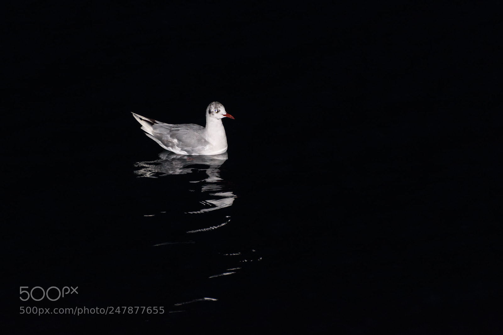 Nikon D7200 sample photo. Seagull 2 photography