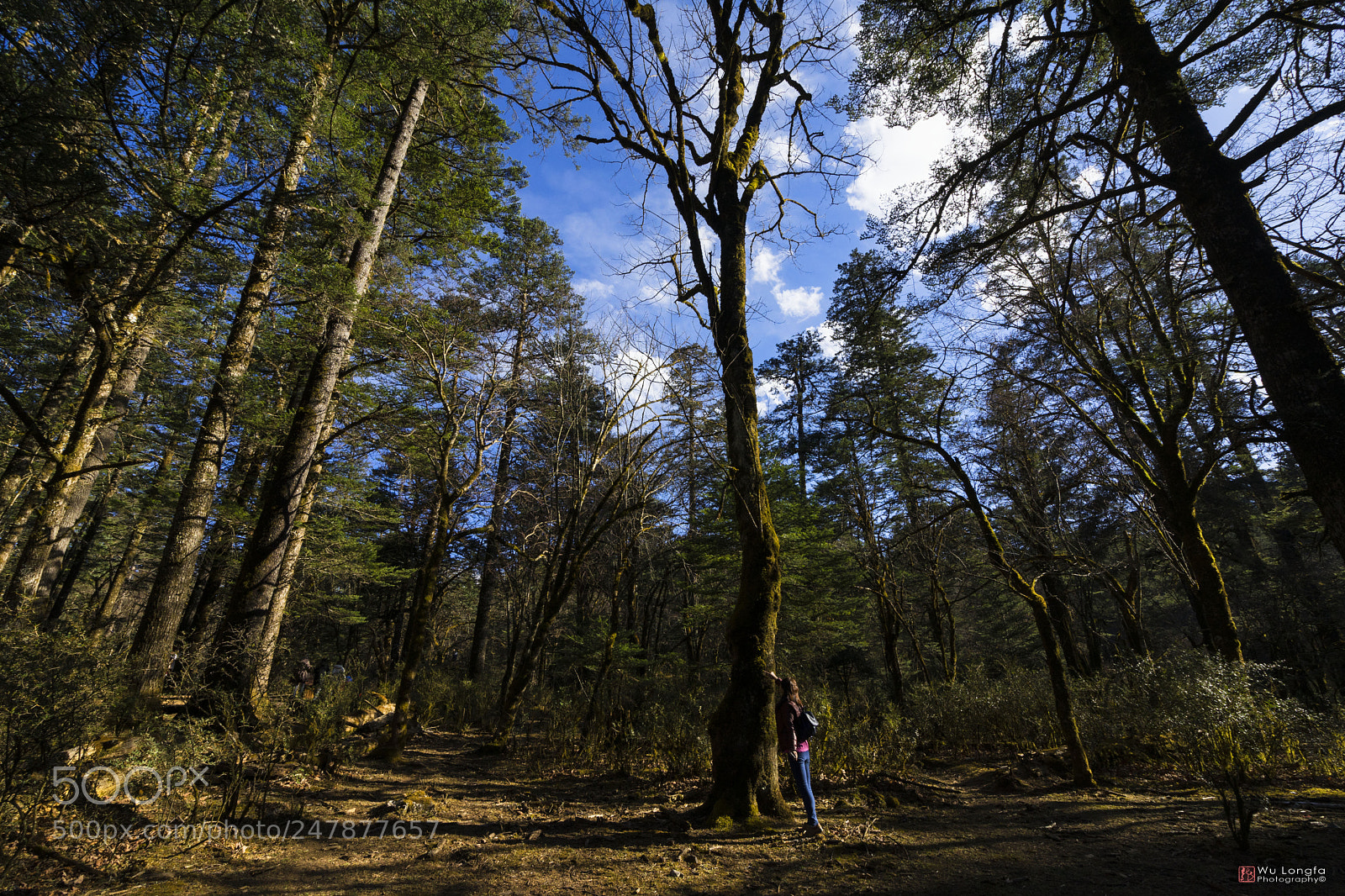 Sony a7 II sample photo. The forest of yulong photography