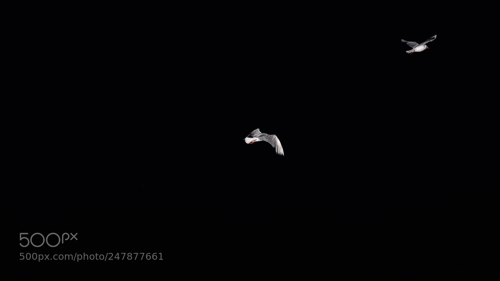 Nikon D7200 sample photo. Going away photography