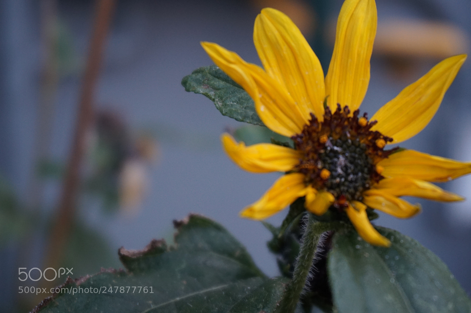 Sony Alpha a5000 (ILCE 5000) sample photo. Dying sunflower photography