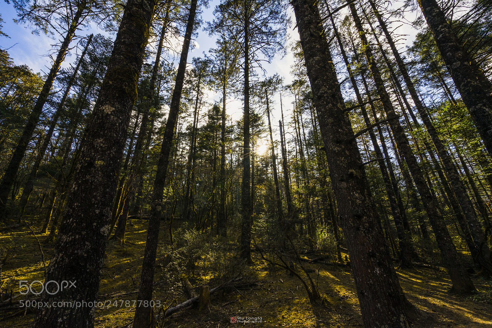 Sony a7 II sample photo. The forest of yulong photography