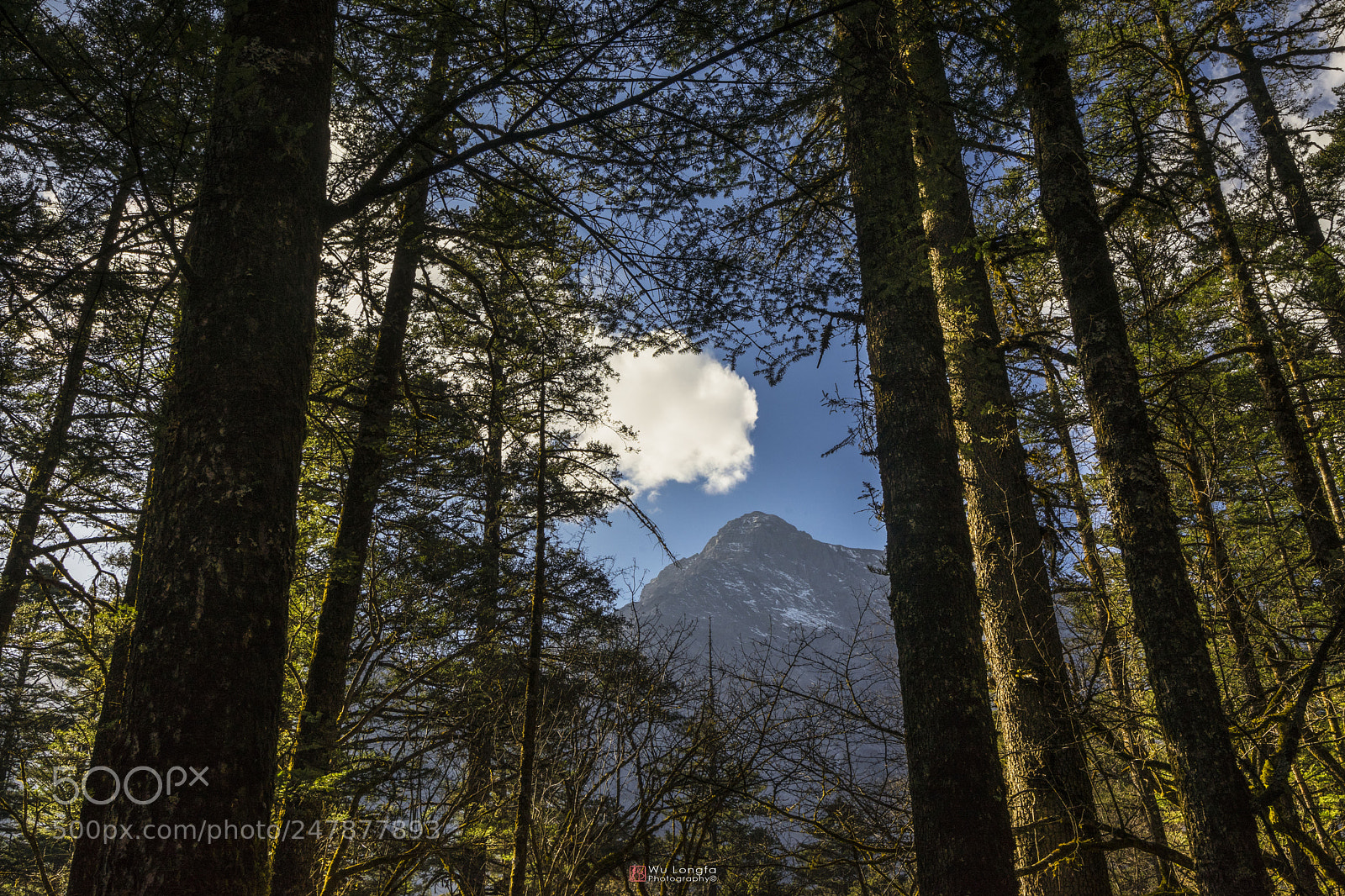 Sony a7 II sample photo. The forest of yulong photography