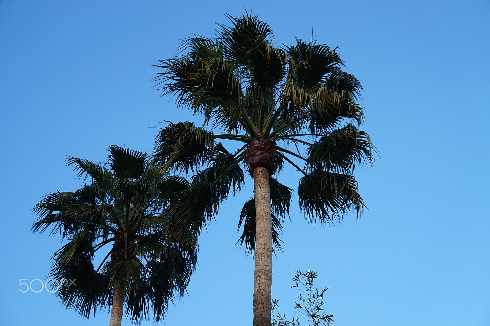 Sony Alpha a5000 (ILCE 5000) + Sony E 18-50mm F4-5.6 sample photo. California palm trees photography