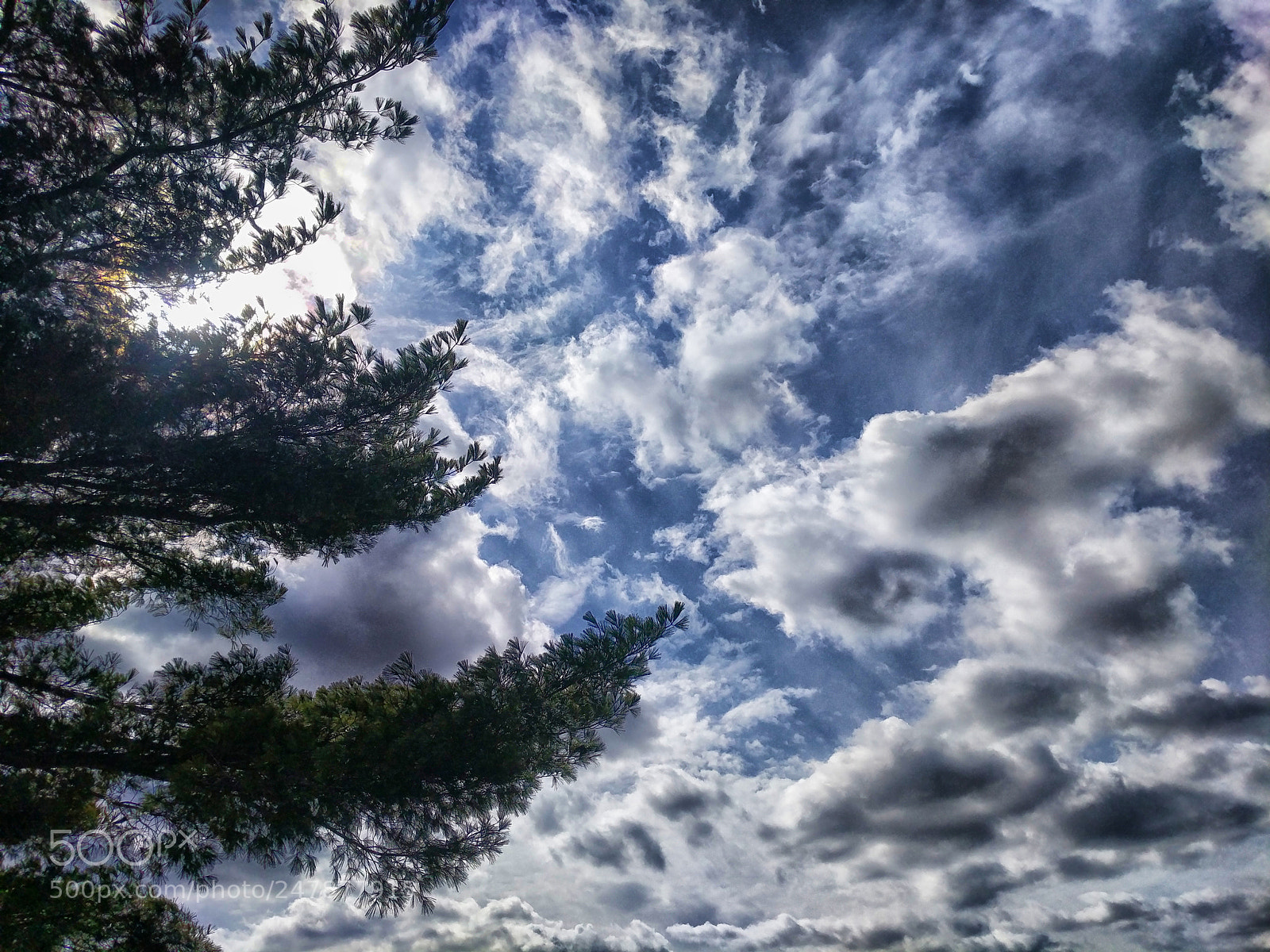 Google Pixel XL sample photo. Sun clouds tree photography