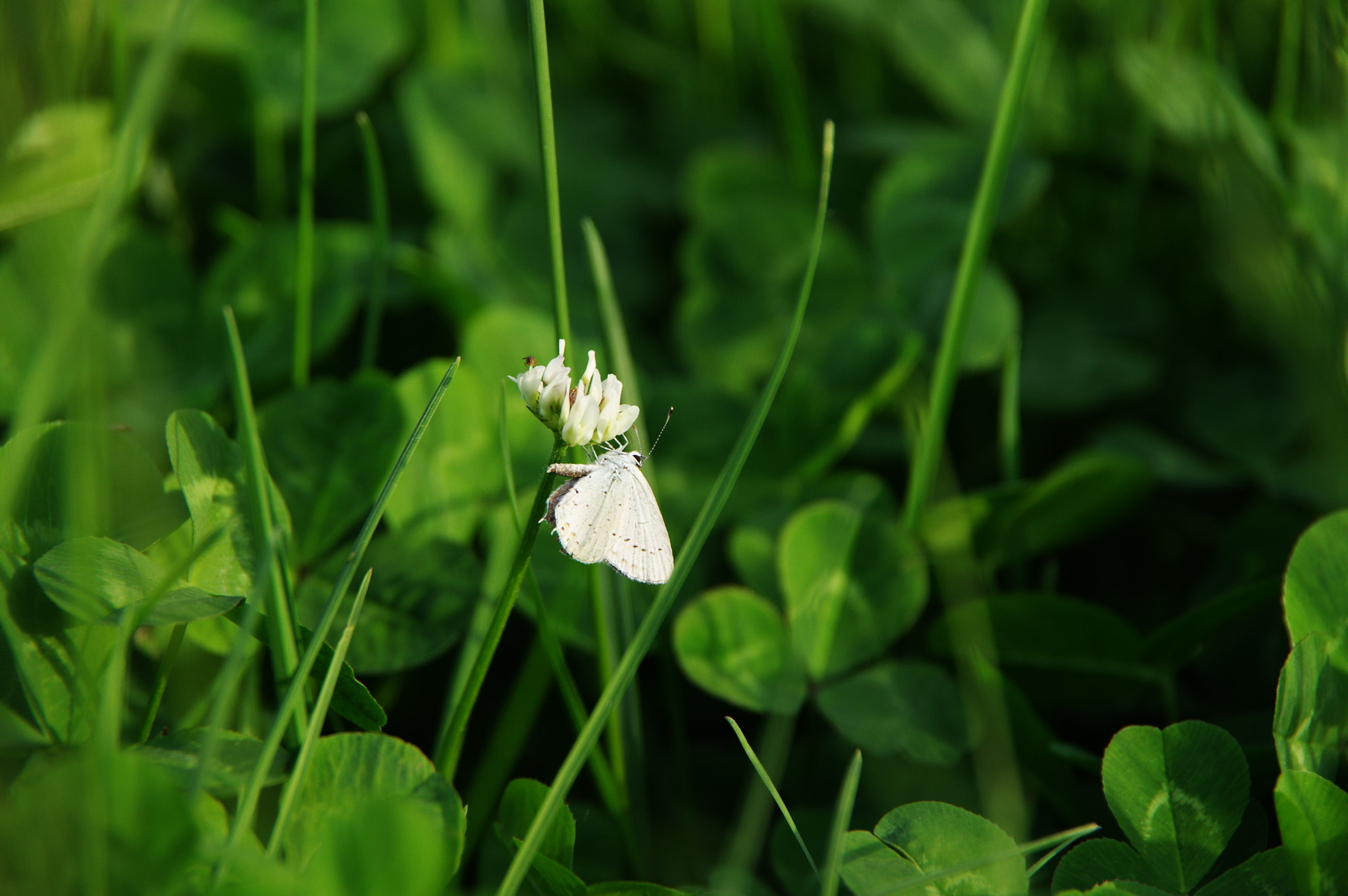 Pentax K-3 sample photo. 白蝶与苍蝇 photography