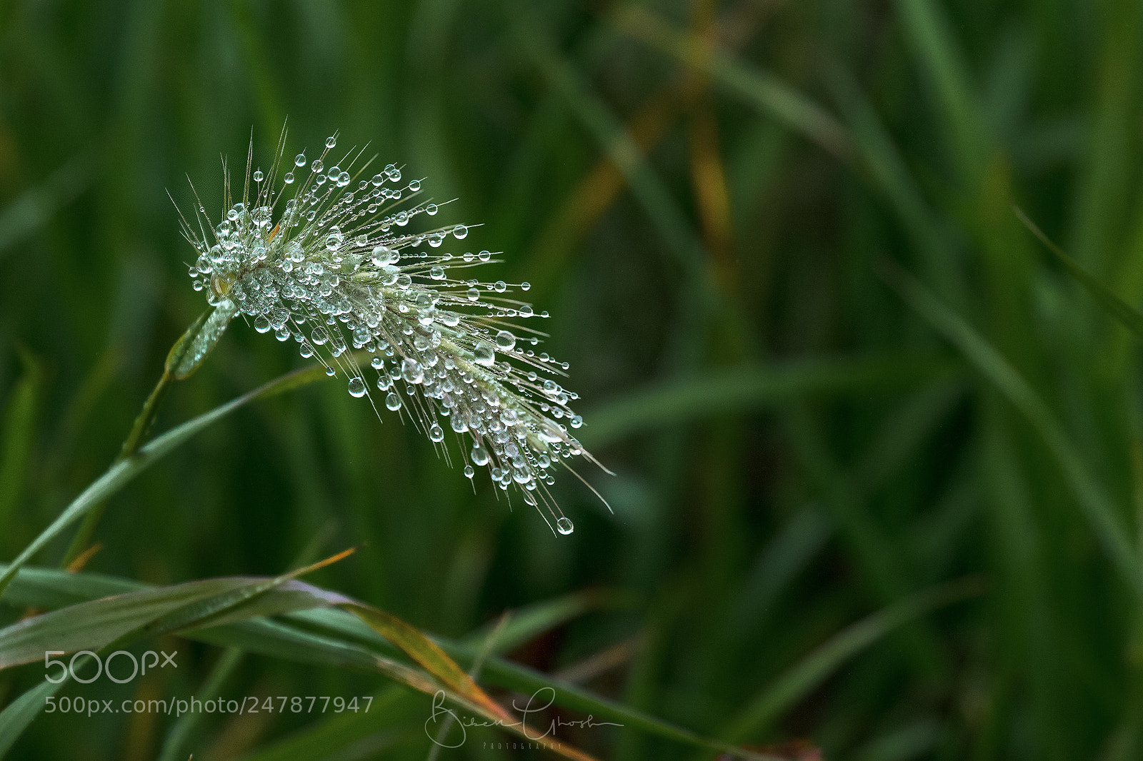 Canon EOS 7D Mark II sample photo. Pearls photography