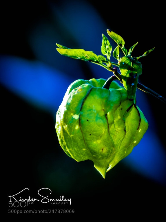 Nikon D3400 sample photo. Glowing green photography