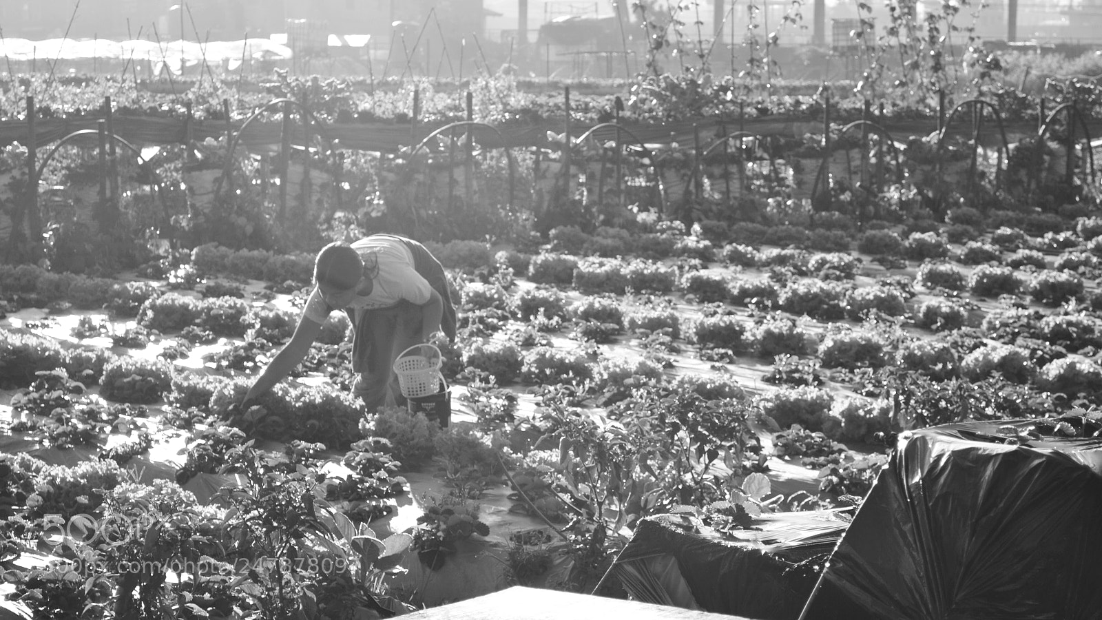Nikon D3100 sample photo. Earl morning fresh picks photography