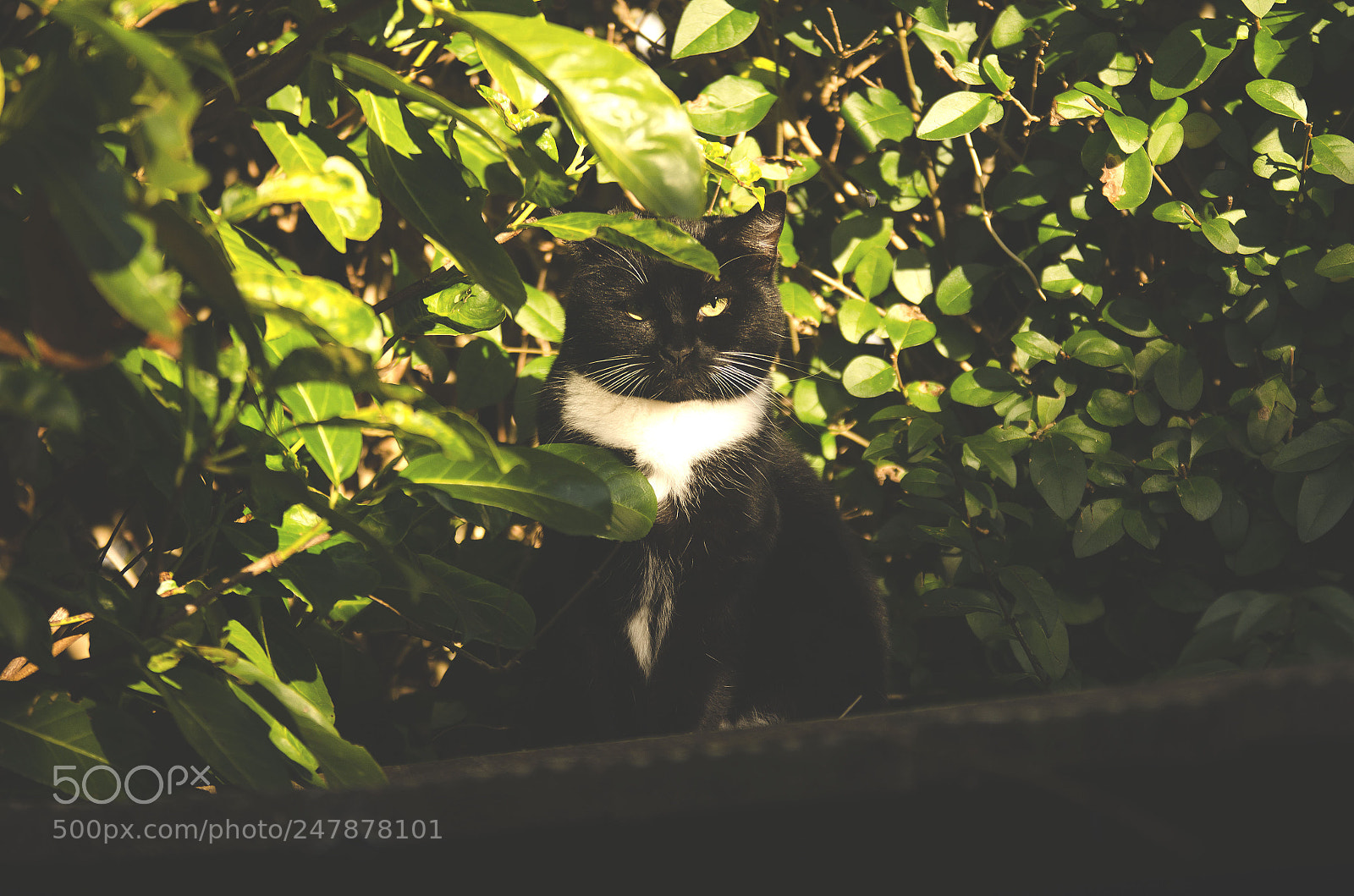 Nikon D5100 sample photo. Spy photography
