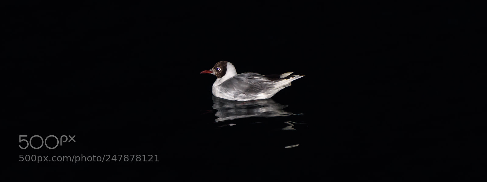 Nikon D7200 sample photo. Seagull picture photography