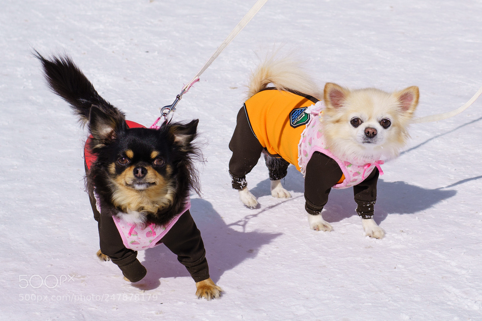 Sony a7R II sample photo. Dogs photography