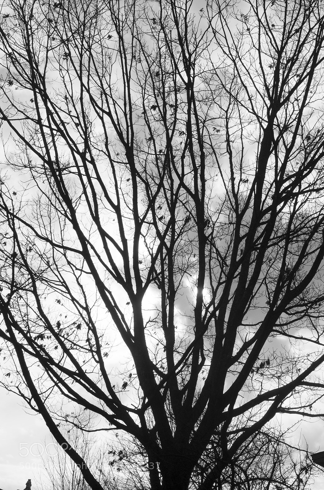 Canon EOS 1100D (EOS Rebel T3 / EOS Kiss X50) sample photo. Bw photography
