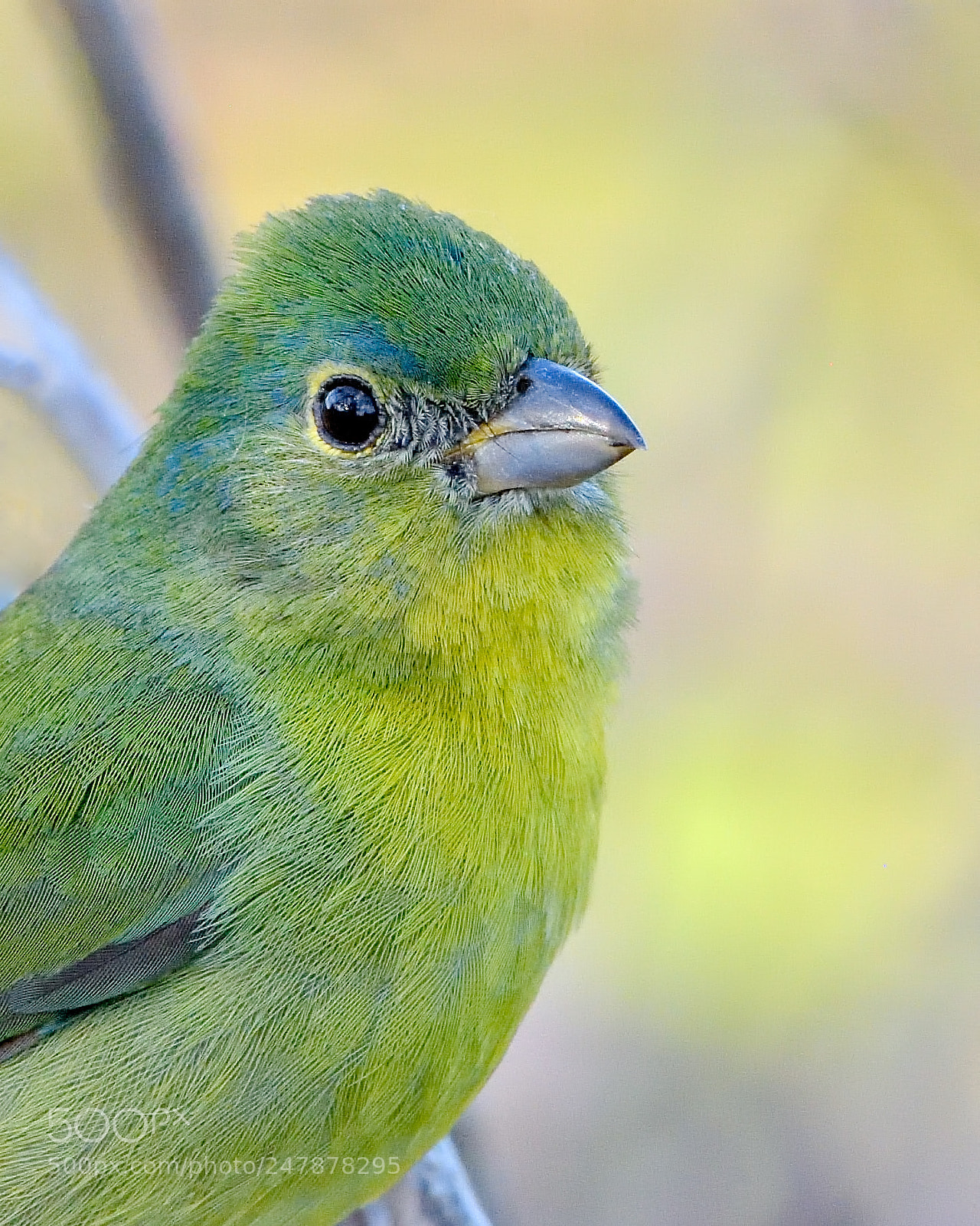 Nikon D7200 sample photo. Young male painted bunting photography