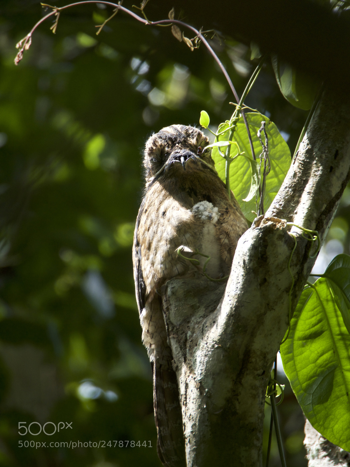 Olympus OM-D E-M1 sample photo. Costa rica jungle photography