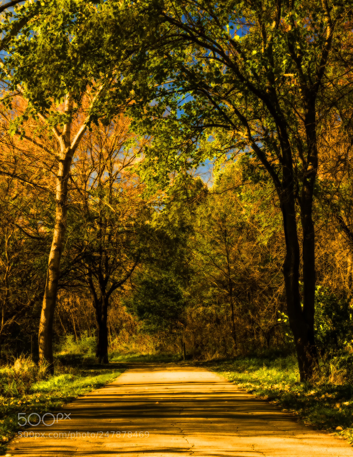 Canon EOS 760D (EOS Rebel T6s / EOS 8000D) sample photo. Through a golden woodland photography