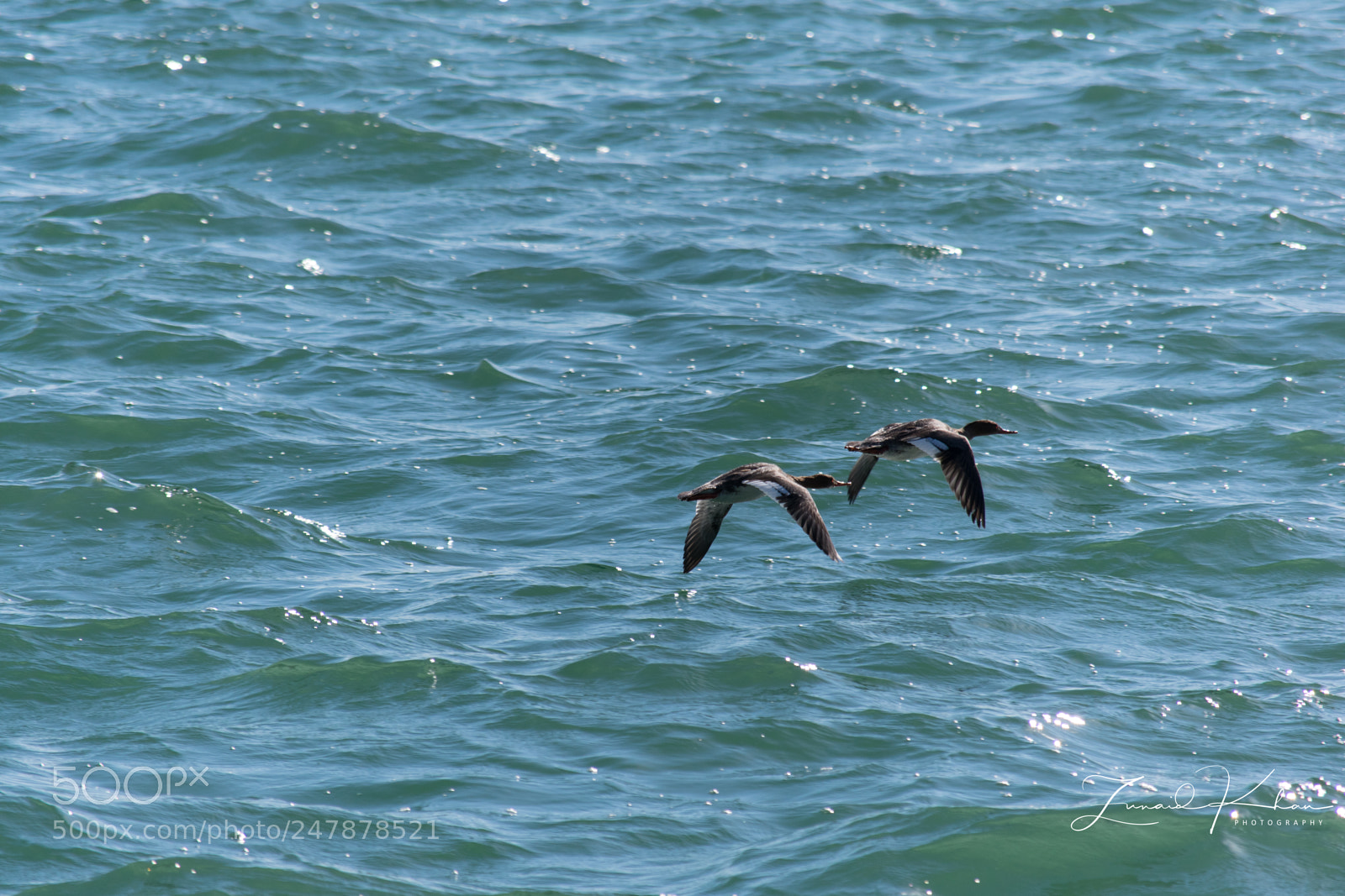 Nikon D3400 sample photo. Mergansers photography