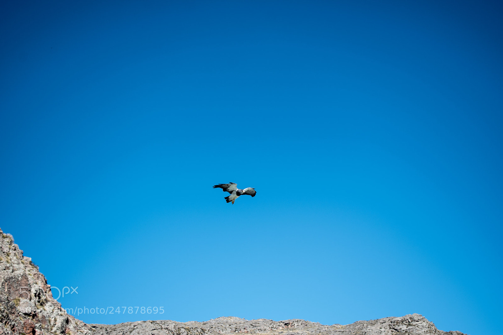Nikon D5500 sample photo. Condor photography