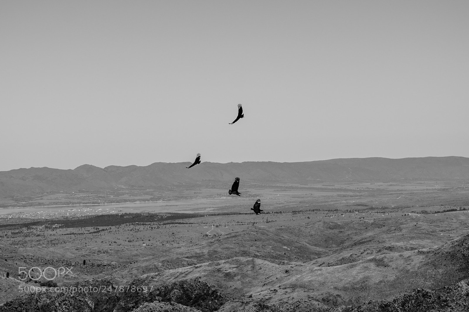 Nikon D5500 sample photo. Condor photography