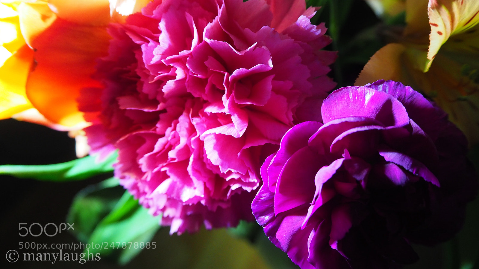 Olympus OM-D E-M10 III sample photo. Colorful carnations photography