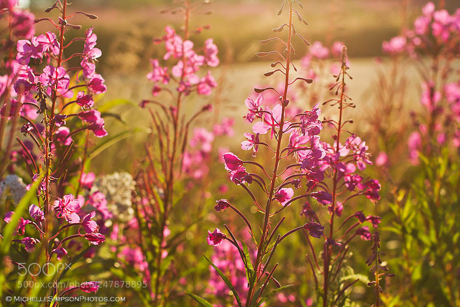 Canon EOS 7D sample photo. Summer dreams photography