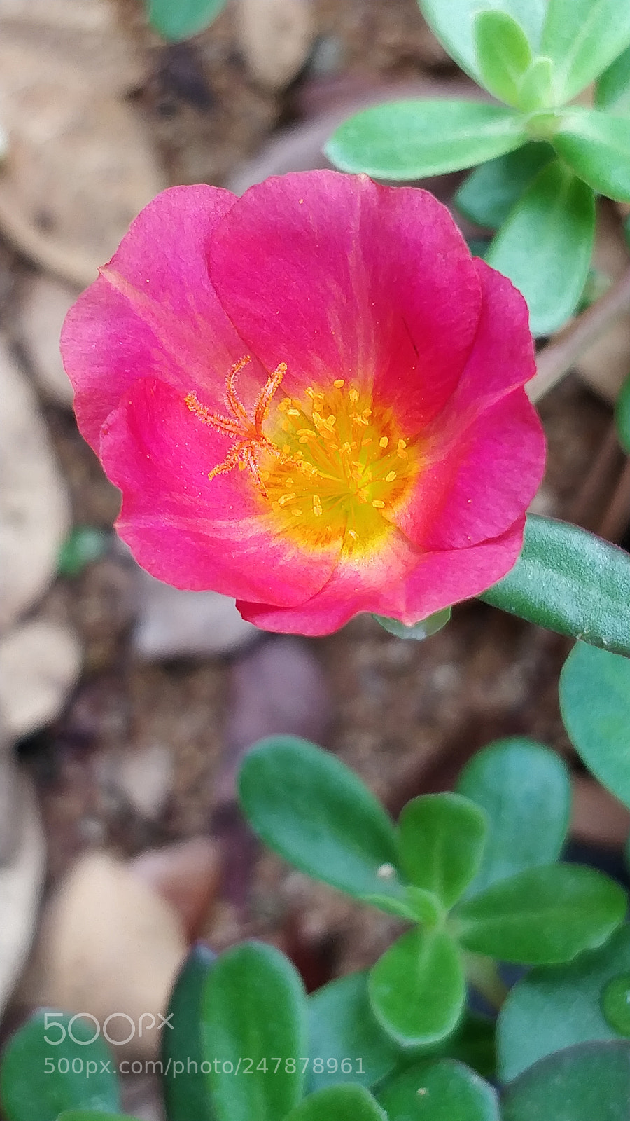 OnePlus 5 sample photo. Untitled photography