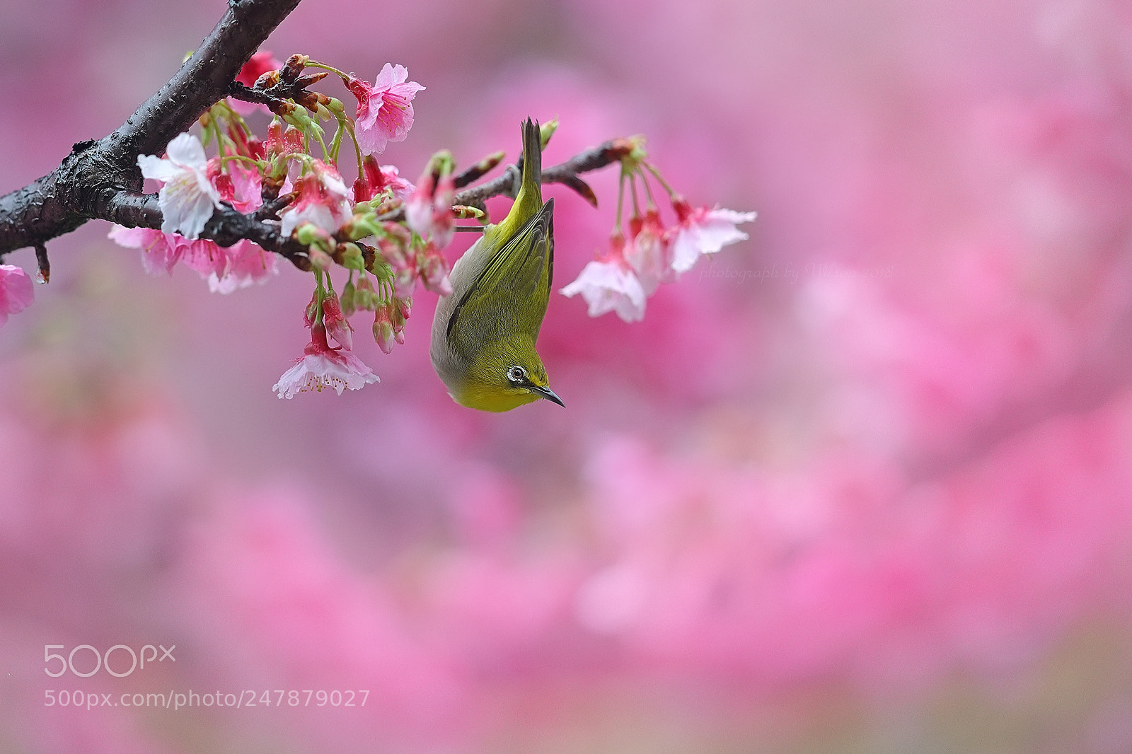 Canon EOS-1D X Mark II sample photo. Zosterops japonicus photography