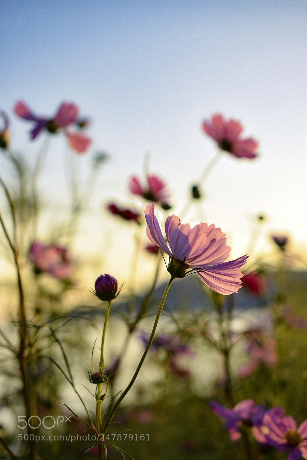 Nikon D5500 sample photo. Only one photography