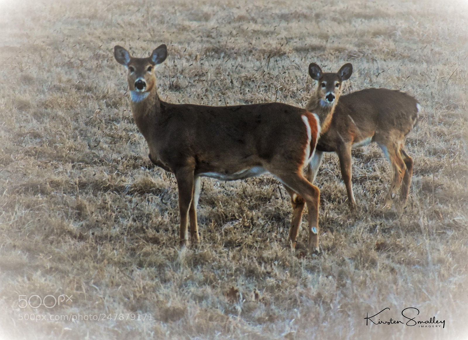 Nikon D3400 sample photo. Deer photography