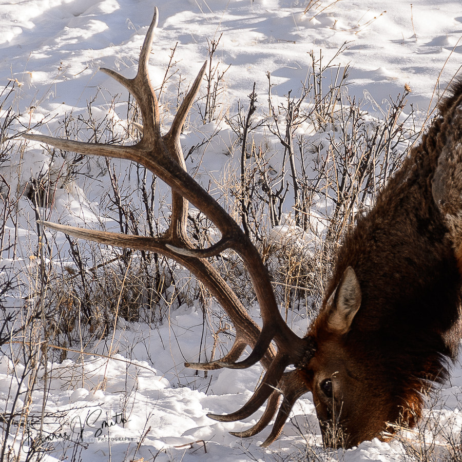 Nikon D4 sample photo. Elk rocky mountain national photography