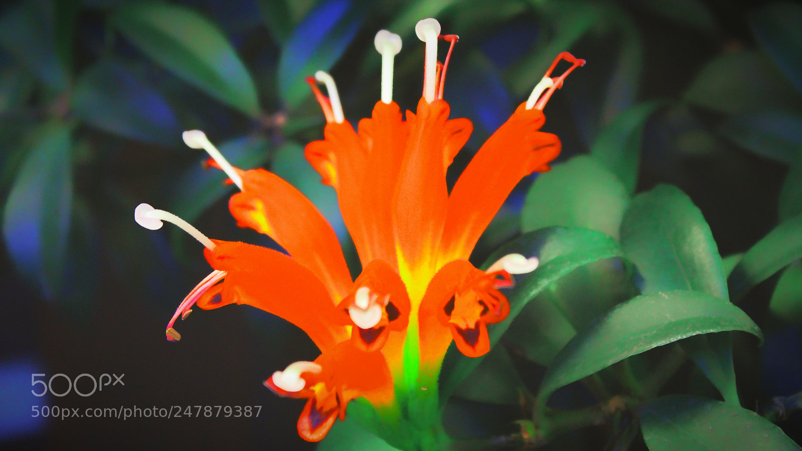 Canon EOS 700D (EOS Rebel T5i / EOS Kiss X7i) sample photo. Flora photography