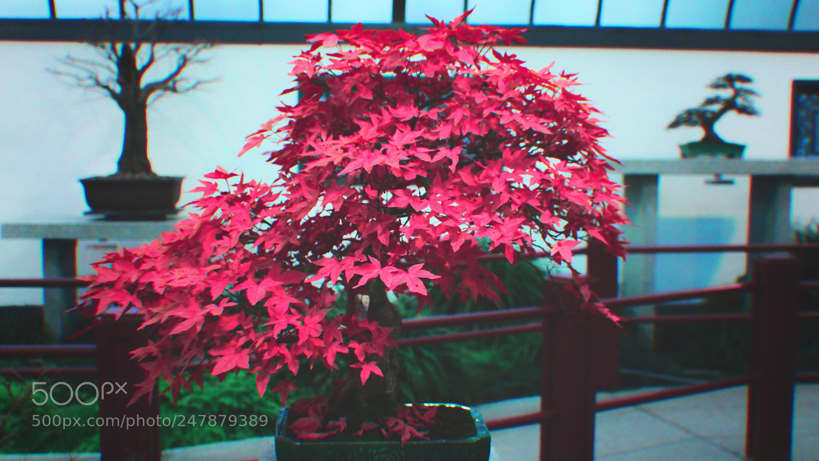 Canon EOS 700D (EOS Rebel T5i / EOS Kiss X7i) sample photo. Pink bonzai photography