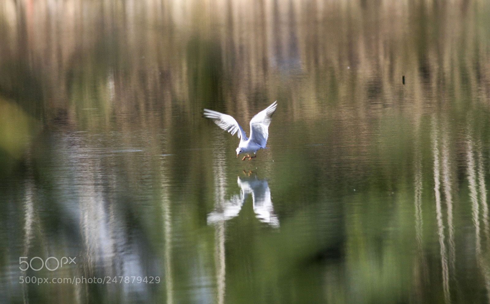 Canon EOS 7D sample photo. 海鸥gull photography