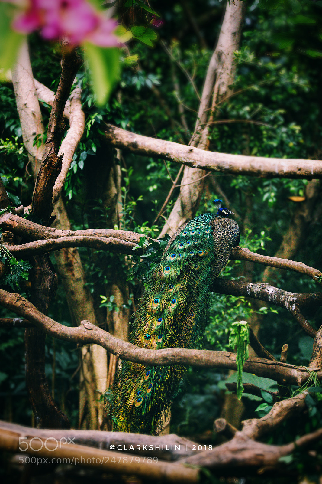 Canon EOS 5DS sample photo. Peacock photography
