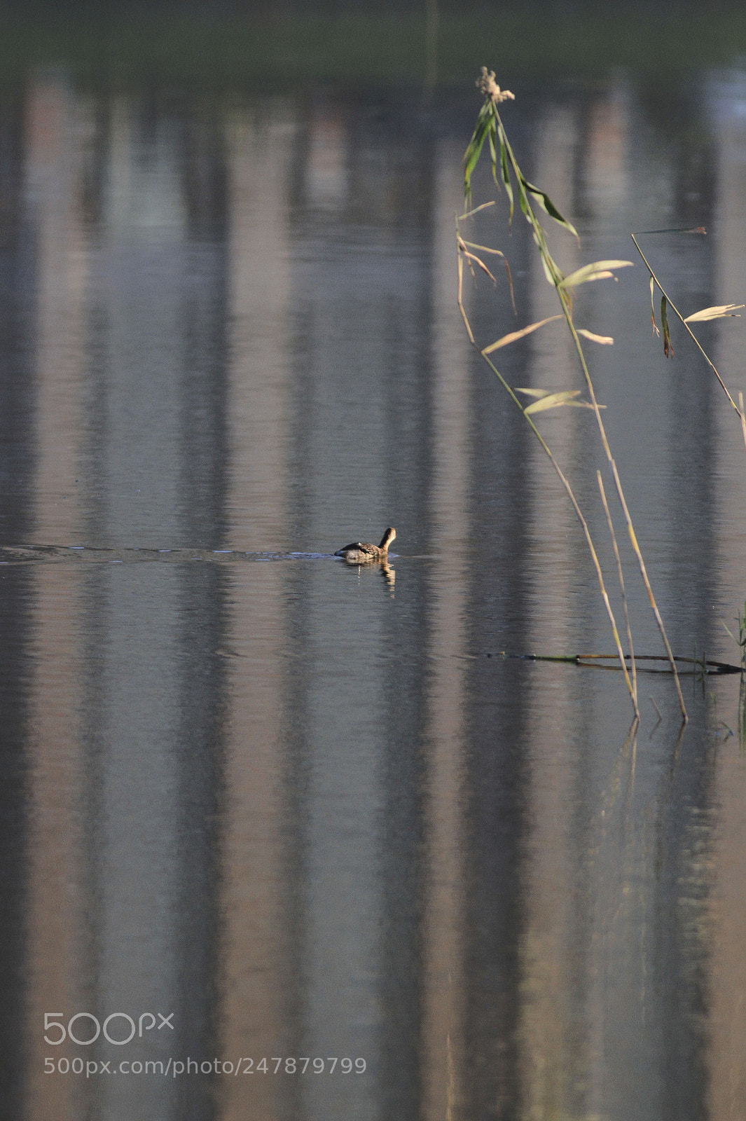 Canon EOS 7D sample photo. 小鷿鷈little grebe photography