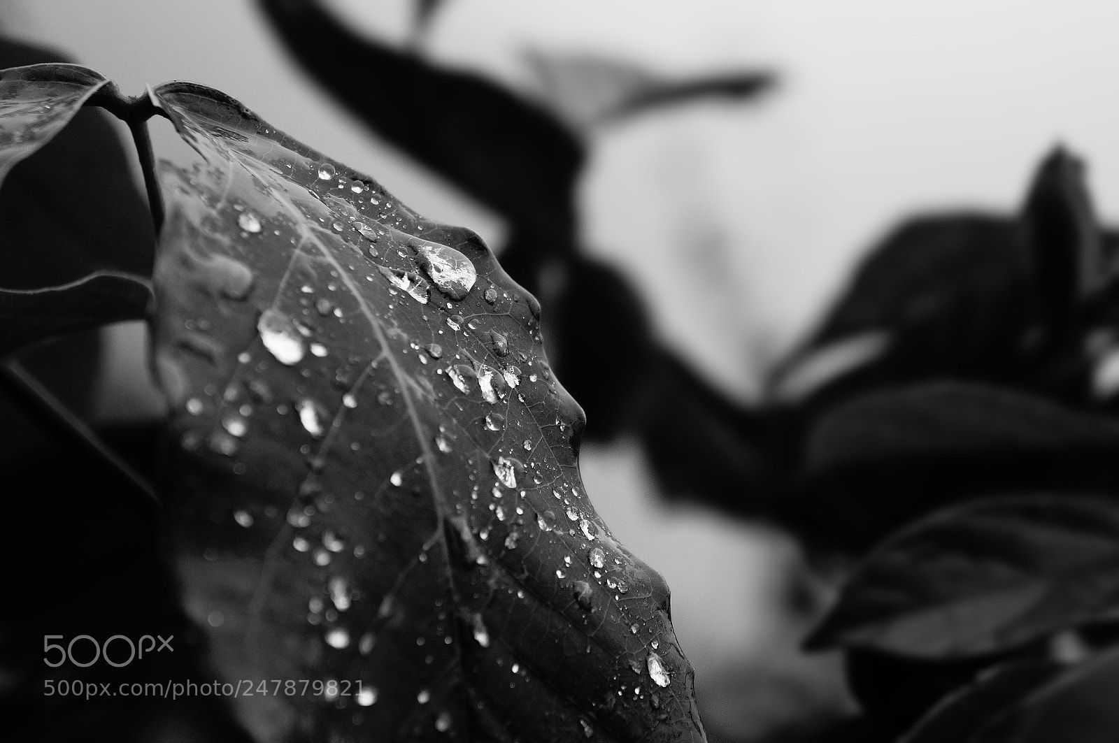 Sony Alpha NEX-F3 sample photo. Leaf.b&w photography